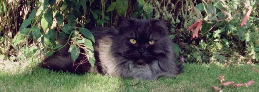 Picture of a grey long haired smoke cat resting under a bush in the garden