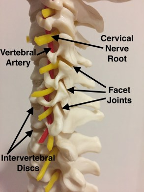 Spine Labelled 2